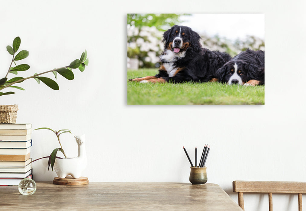 Premium Textil-Leinwand Premium Textil-Leinwand 120 cm x 80 cm quer Berner Sennenhunde im Frühling