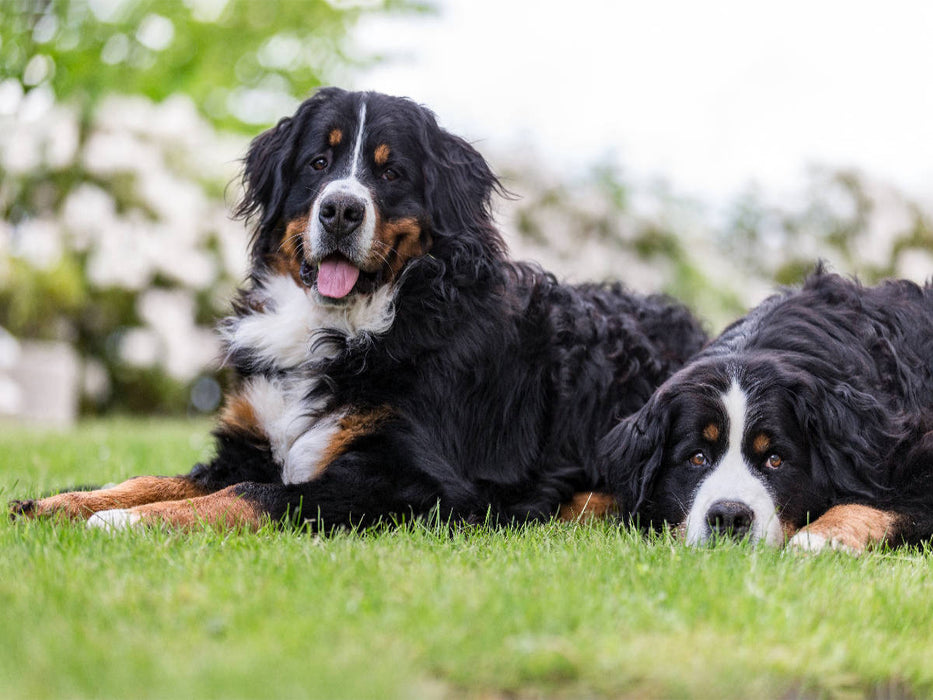 Berner Sennenhunde im Frühling - CALVENDO Foto-Puzzle'