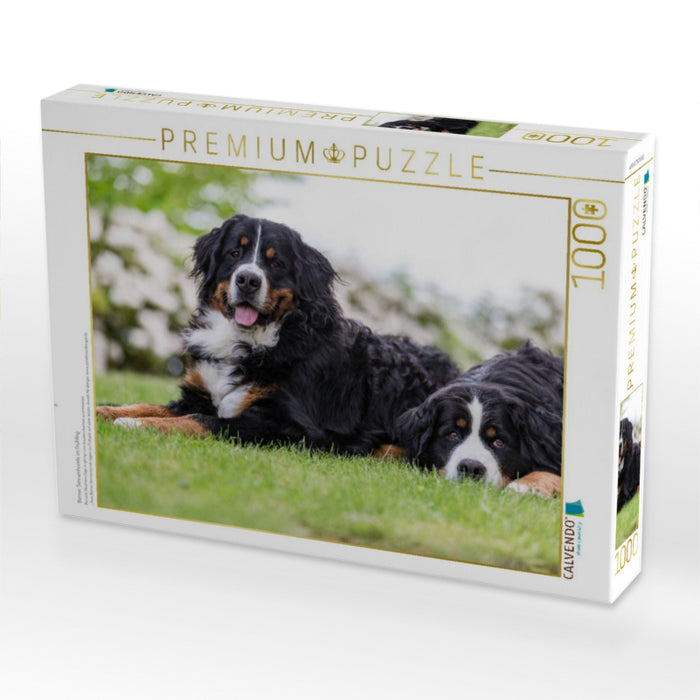 Berner Sennenhunde im Frühling - CALVENDO Foto-Puzzle'