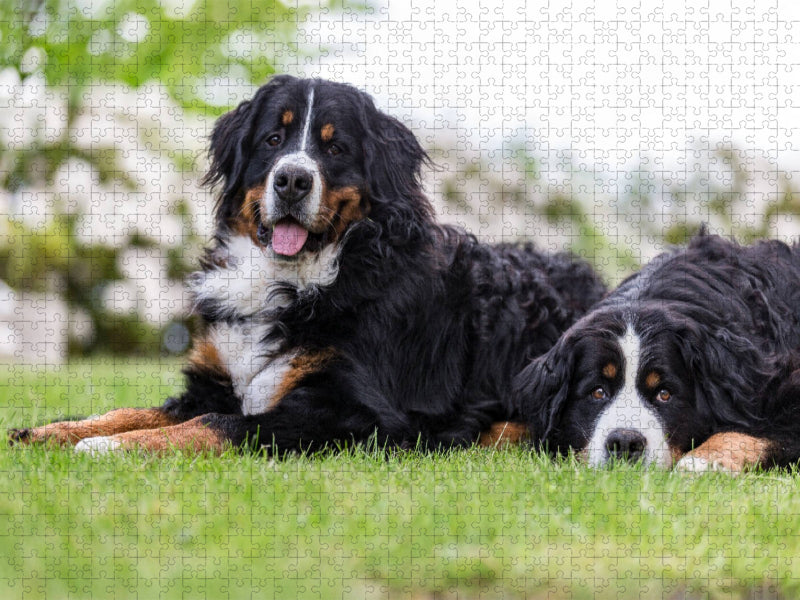 Berner Sennenhunde im Frühling - CALVENDO Foto-Puzzle'