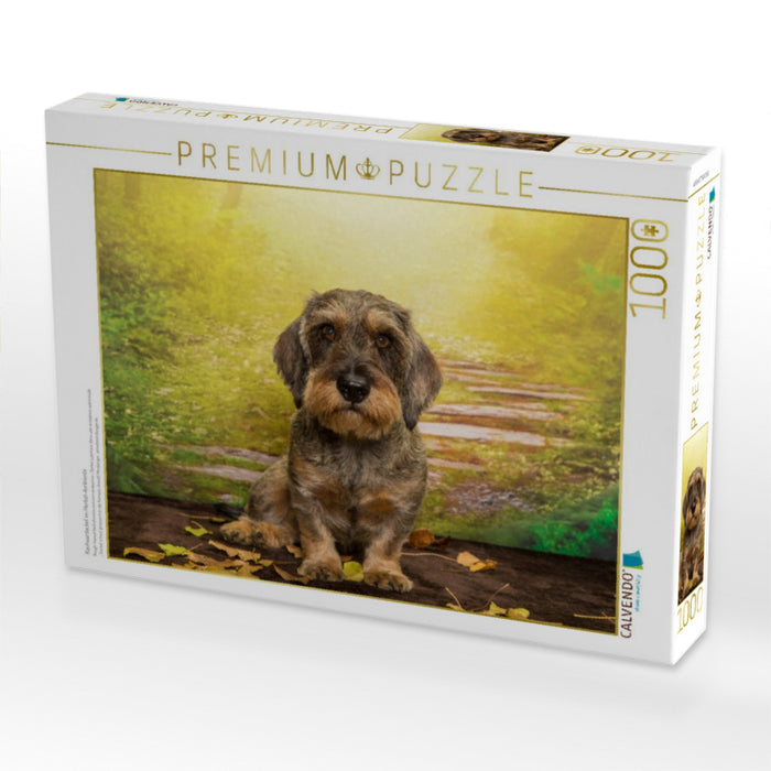 Rauhaardackel im Herbst-Ambiente - CALVENDO Foto-Puzzle'