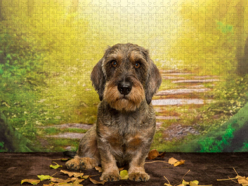 Rauhaardackel im Herbst-Ambiente - CALVENDO Foto-Puzzle'