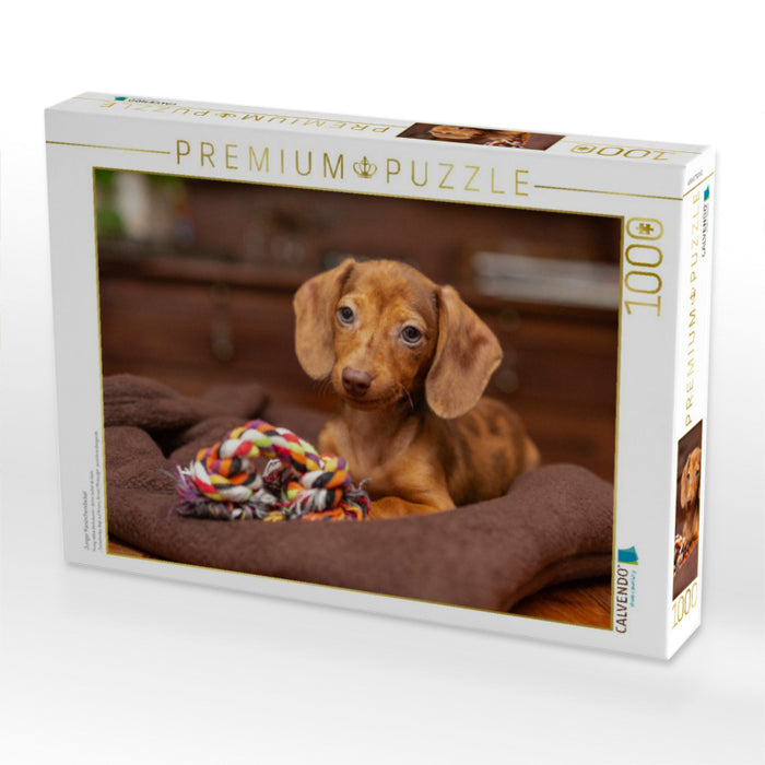 Junger Kaninchendackel - CALVENDO Foto-Puzzle'