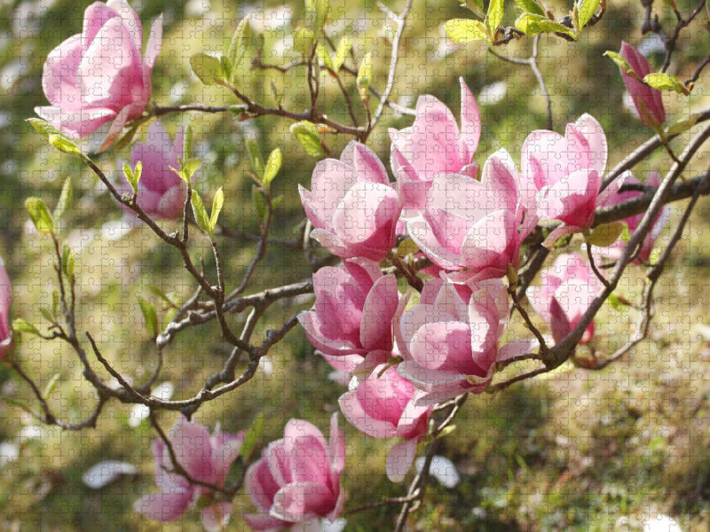 Magnolienzweig - CALVENDO Foto-Puzzle'