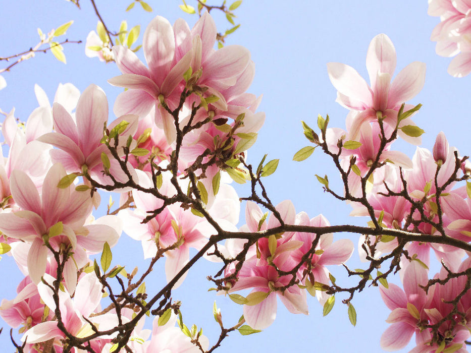 Zarte Magnolienblüten - CALVENDO Foto-Puzzle'