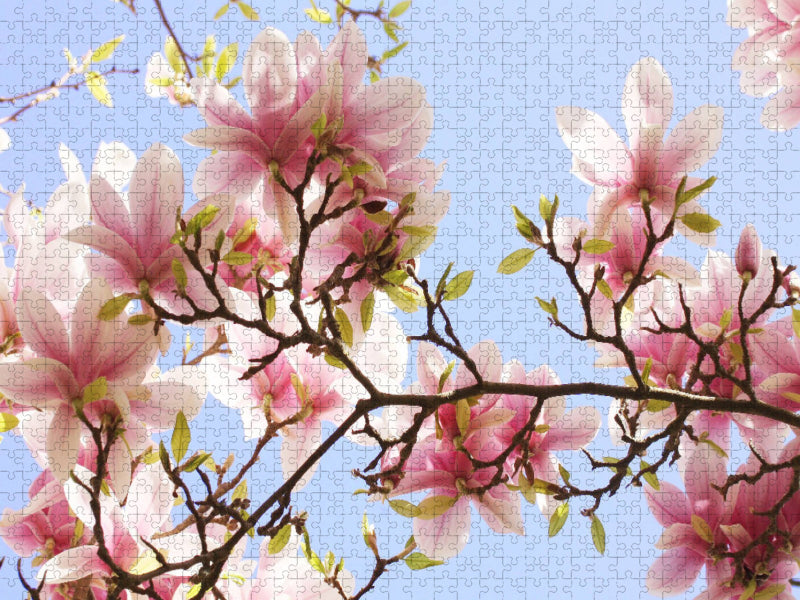 Zarte Magnolienblüten - CALVENDO Foto-Puzzle'
