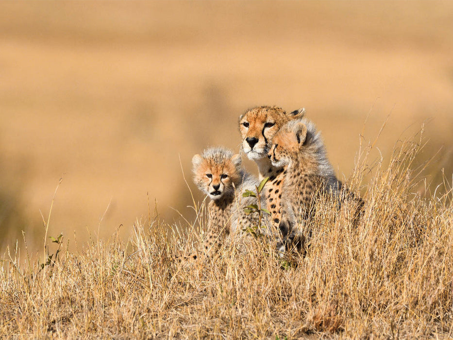 Nachwuchs - CALVENDO Foto-Puzzle'