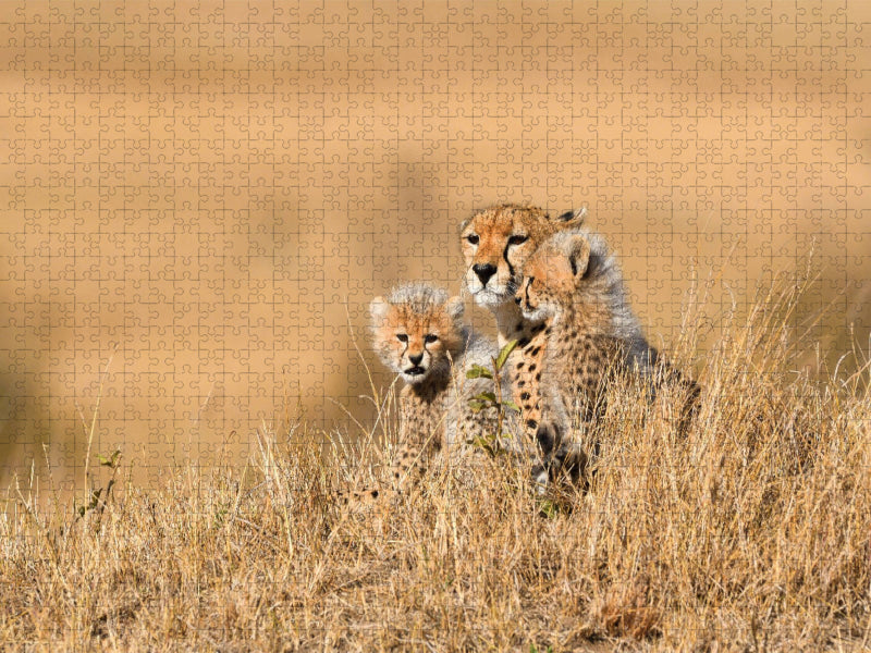 Nachwuchs - CALVENDO Foto-Puzzle'