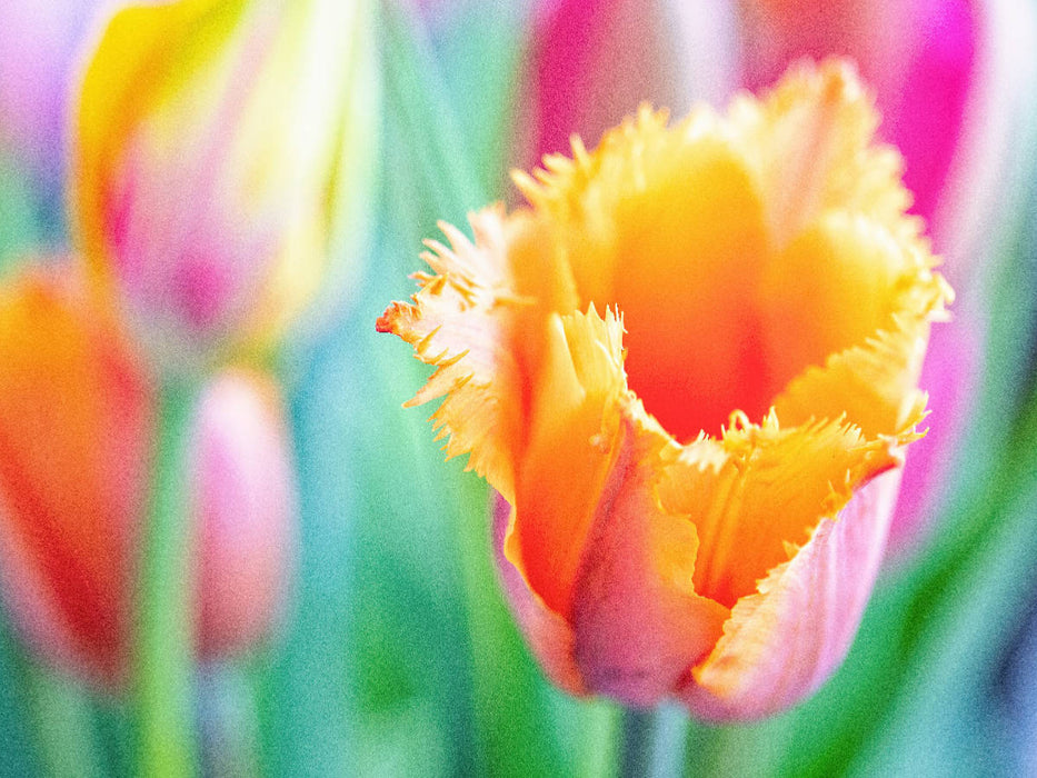 Ein Motiv aus dem Kalender TULPE Farbenprächtige Frühlingsbotin - CALVENDO Foto-Puzzle'