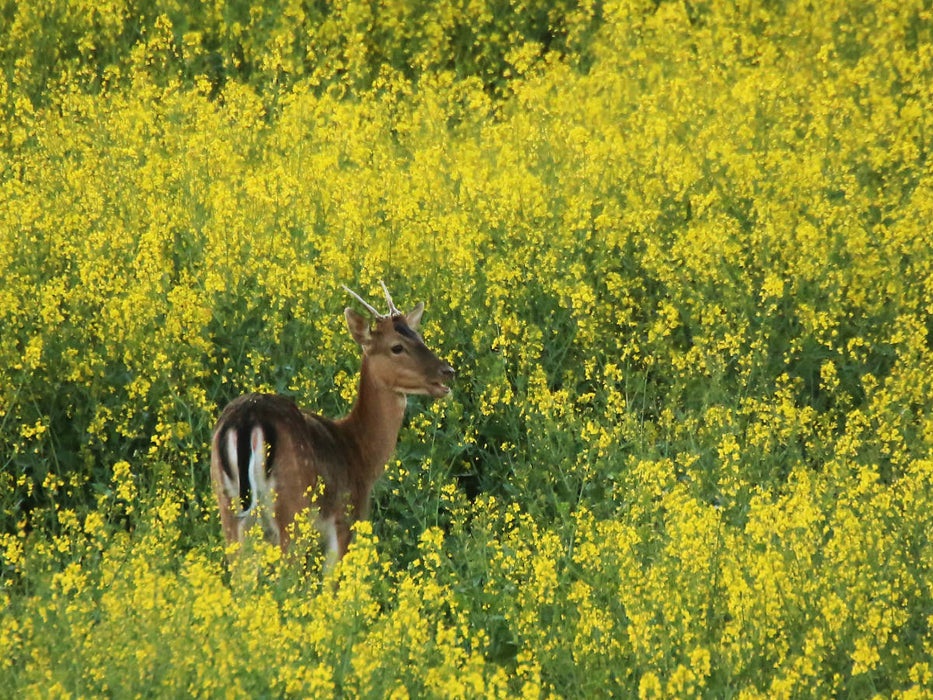 Damhirsch im Raps - CALVENDO Foto-Puzzle'