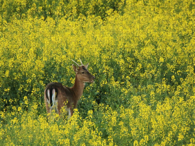 Damhirsch im Raps - CALVENDO Foto-Puzzle'