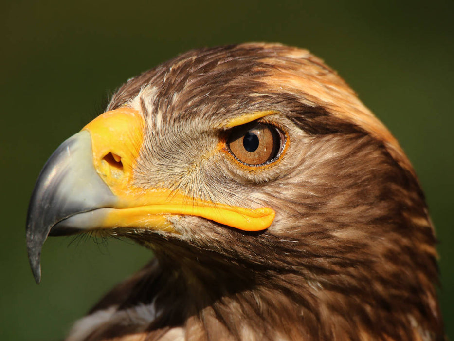 Steinadler - CALVENDO Foto-Puzzle'