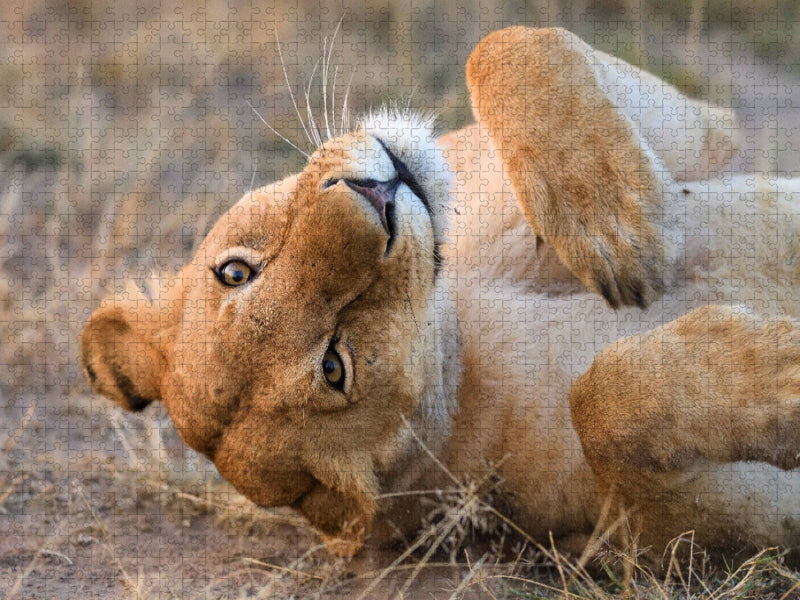 Albern - CALVENDO Foto-Puzzle'