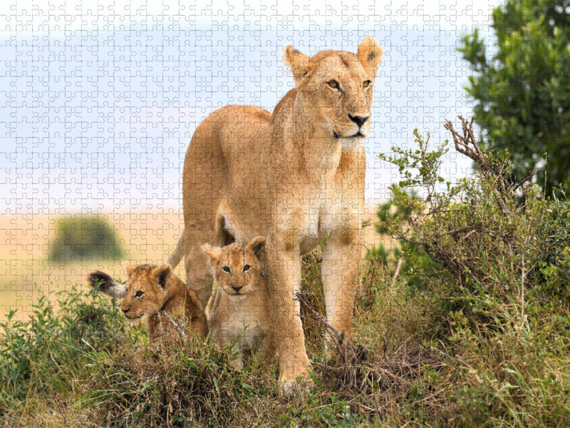 Nachwuchs - CALVENDO Foto-Puzzle'