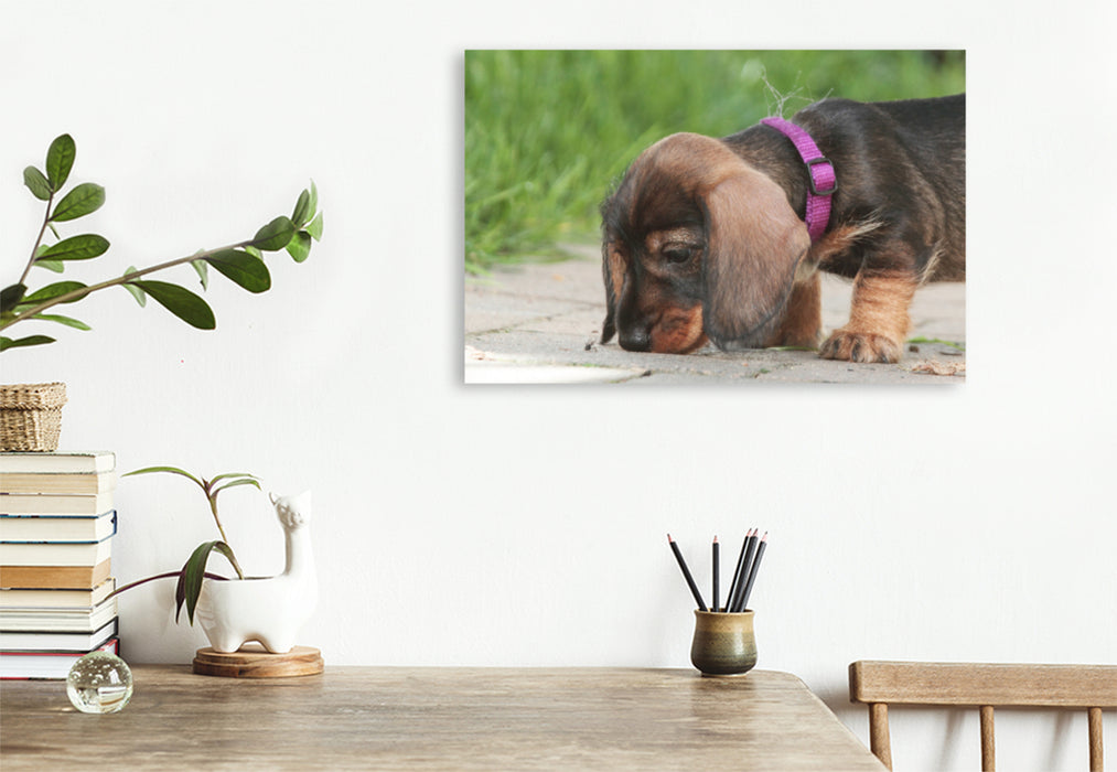 Premium textile canvas Premium textile canvas 75 cm x 50 cm landscape Little explorer - wire-haired dachshund puppy 
