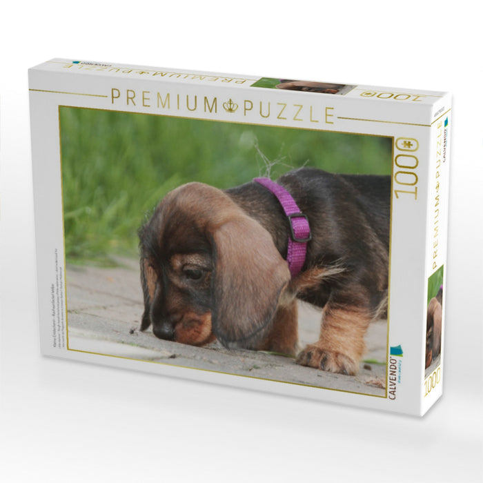 Kleine Entdeckerin - Rauhaardackel Welpe - CALVENDO Foto-Puzzle'
