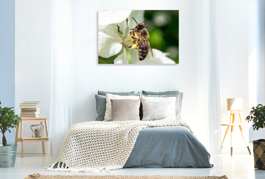 Premium textile canvas Premium textile canvas 120 cm x 80 cm landscape Bee up close 