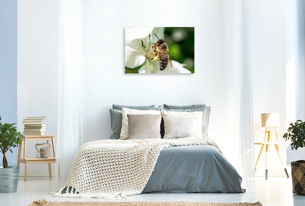 Premium textile canvas Premium textile canvas 120 cm x 80 cm landscape Bee up close 