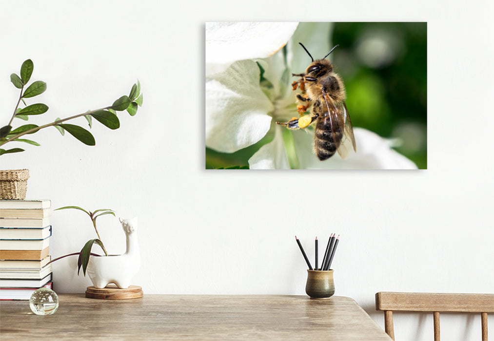 Premium textile canvas Premium textile canvas 120 cm x 80 cm landscape Bee up close 