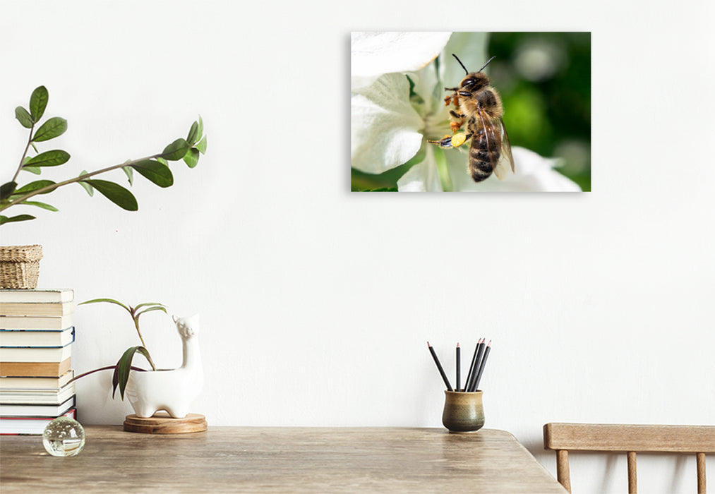 Premium textile canvas Premium textile canvas 120 cm x 80 cm landscape Bee up close 