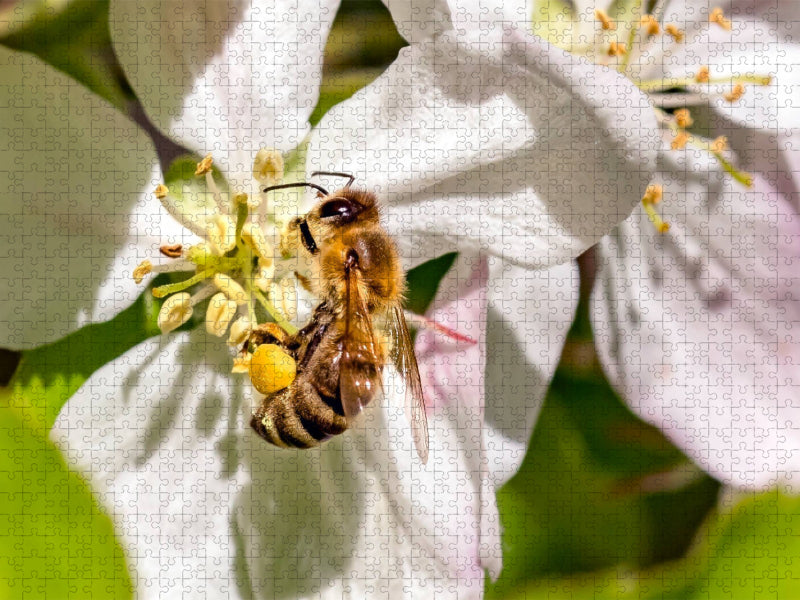 Biene beim Nektar sammeln - CALVENDO Foto-Puzzle'