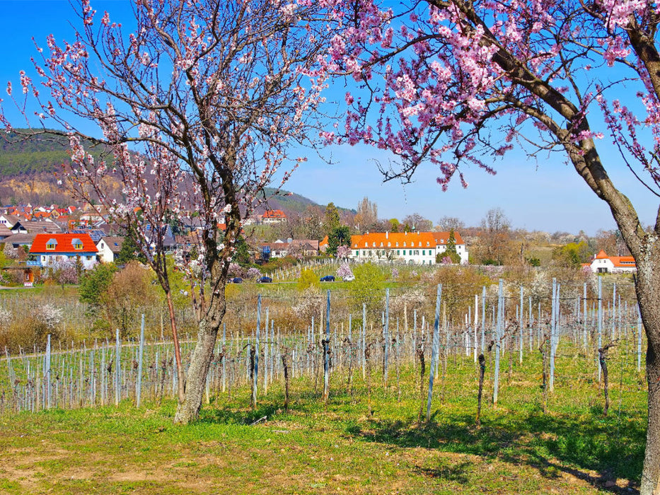 Ehemaliges Kloster Hildebrandseck - CALVENDO Foto-Puzzle'