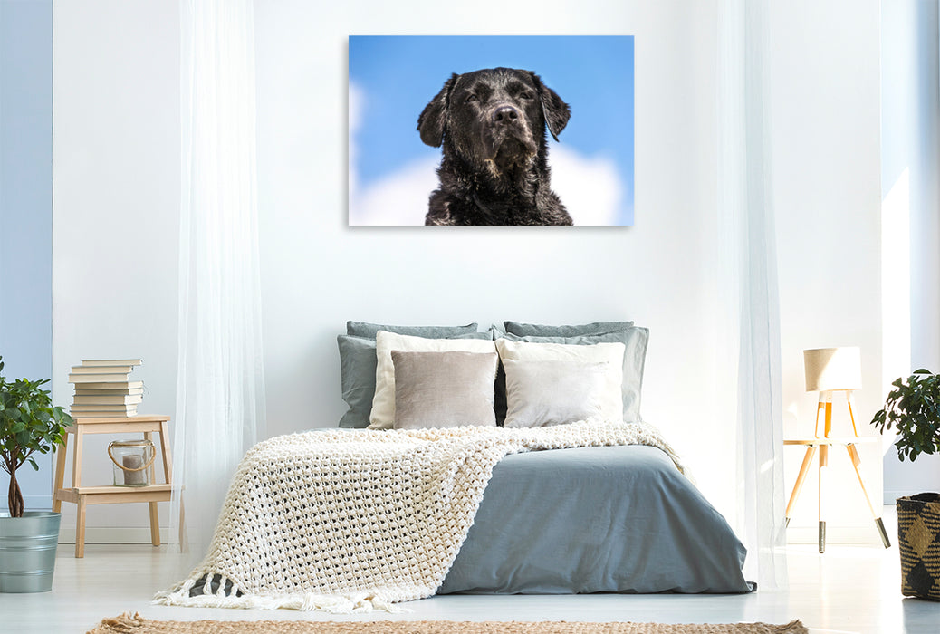 Premium textile canvas Premium textile canvas 120 cm x 80 cm landscape Black Labrador on the beach 