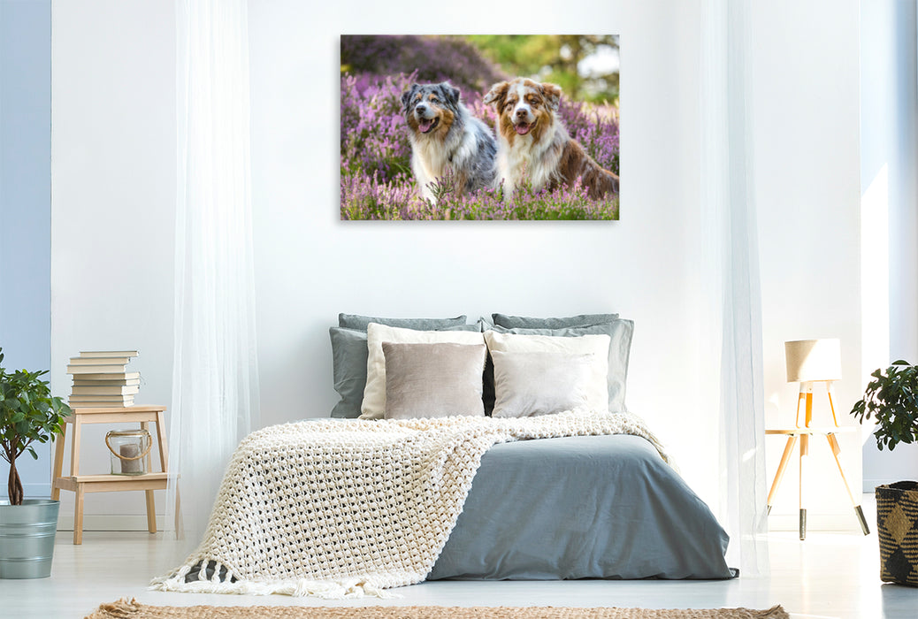 Premium Textil-Leinwand Premium Textil-Leinwand 120 cm x 80 cm quer Zwei Australian Shepherds sitzen strahlend in der lila Heidelandschaft