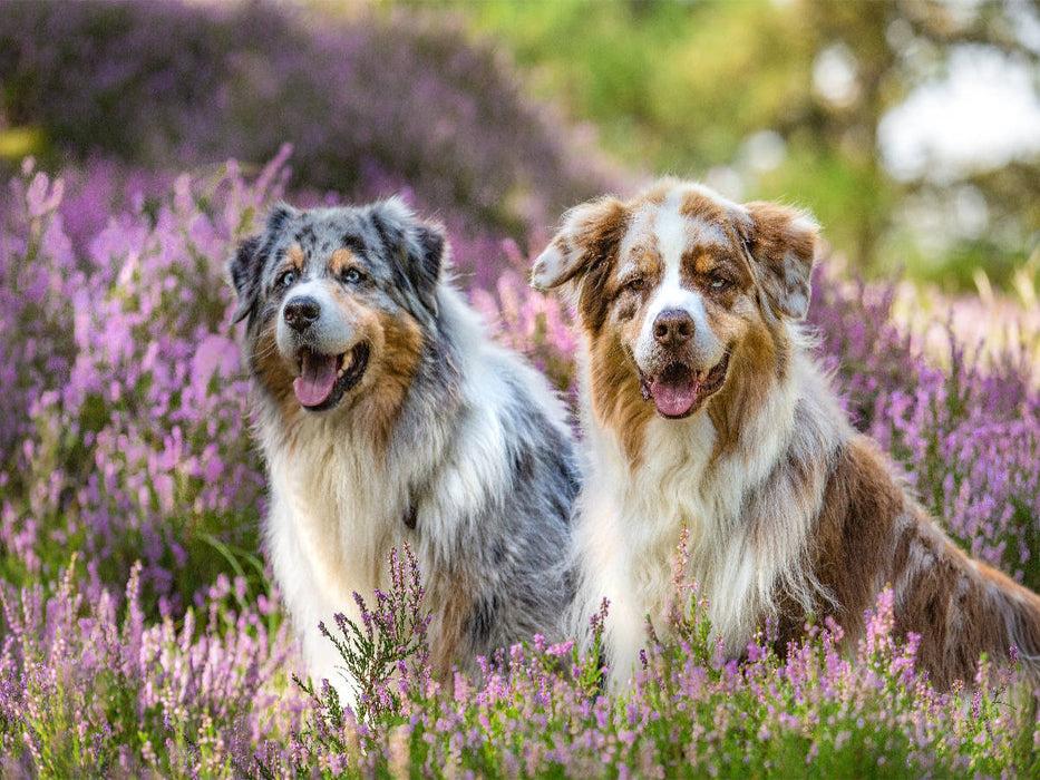 Zwei Australian Shepherds sitzen strahlend in der lila Heidelandschaft - CALVENDO Foto-Puzzle'