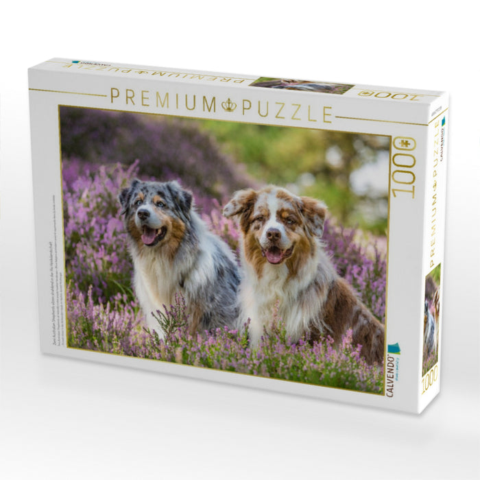 Zwei Australian Shepherds sitzen strahlend in der lila Heidelandschaft - CALVENDO Foto-Puzzle'