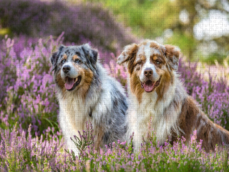 Zwei Australian Shepherds sitzen strahlend in der lila Heidelandschaft - CALVENDO Foto-Puzzle'
