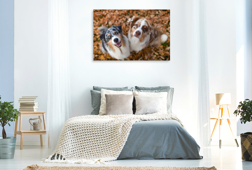 Premium Textil-Leinwand Premium Textil-Leinwand 120 cm x 80 cm quer Australian Shepherds schauen erwartungsvoll in die Kamera , gibt es ein Leckerchen?