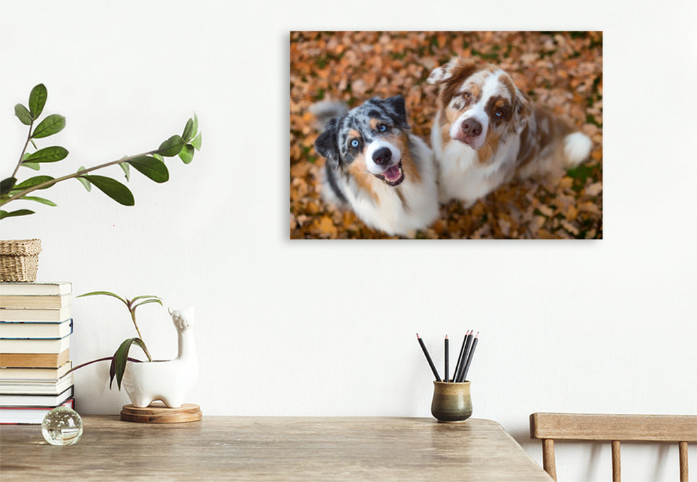 Premium Textil-Leinwand Premium Textil-Leinwand 120 cm x 80 cm quer Australian Shepherds schauen erwartungsvoll in die Kamera , gibt es ein Leckerchen?