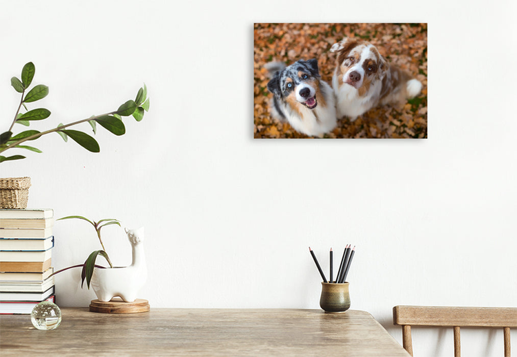 Premium Textil-Leinwand Premium Textil-Leinwand 120 cm x 80 cm quer Australian Shepherds schauen erwartungsvoll in die Kamera , gibt es ein Leckerchen?