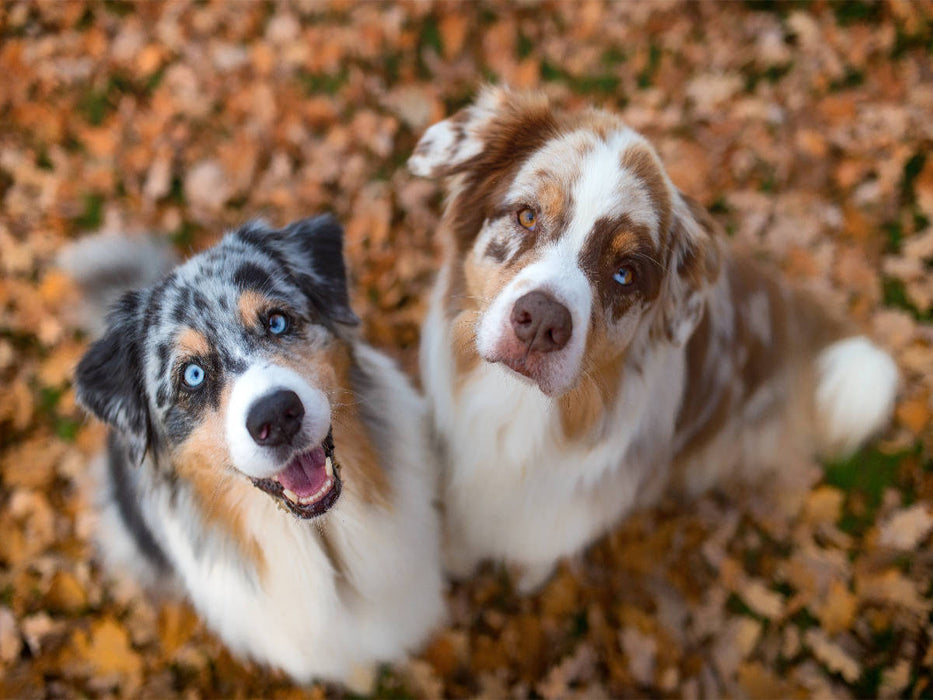 Australian Shepherds schauen erwartungsvoll in die Kamera , gibt es ein Leckerchen? - CALVENDO Foto-Puzzle'