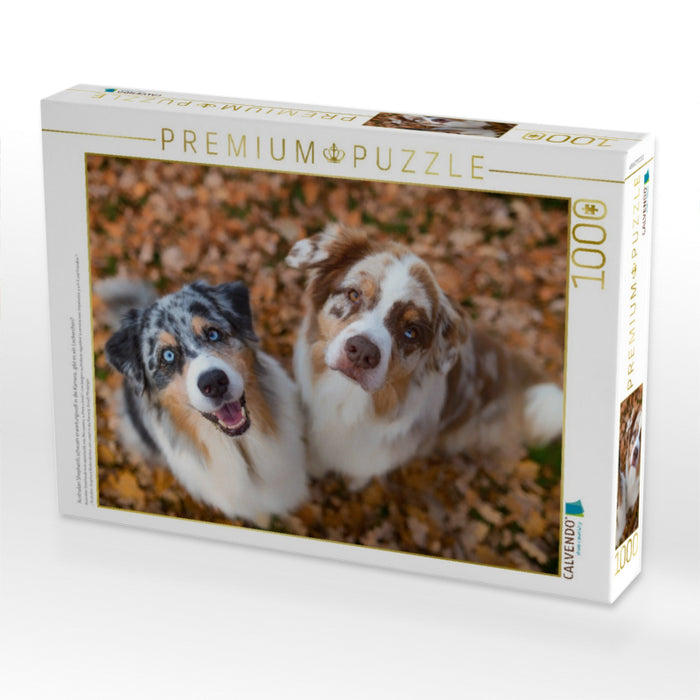 Australian Shepherds schauen erwartungsvoll in die Kamera , gibt es ein Leckerchen? - CALVENDO Foto-Puzzle'