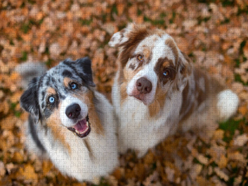 Australian Shepherds schauen erwartungsvoll in die Kamera , gibt es ein Leckerchen? - CALVENDO Foto-Puzzle'