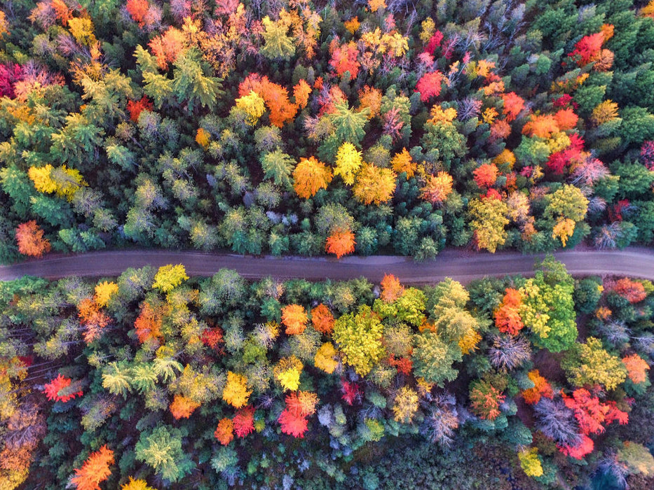 Farbenpracht des Waldes im Indian Summer - CALVENDO Foto-Puzzle'
