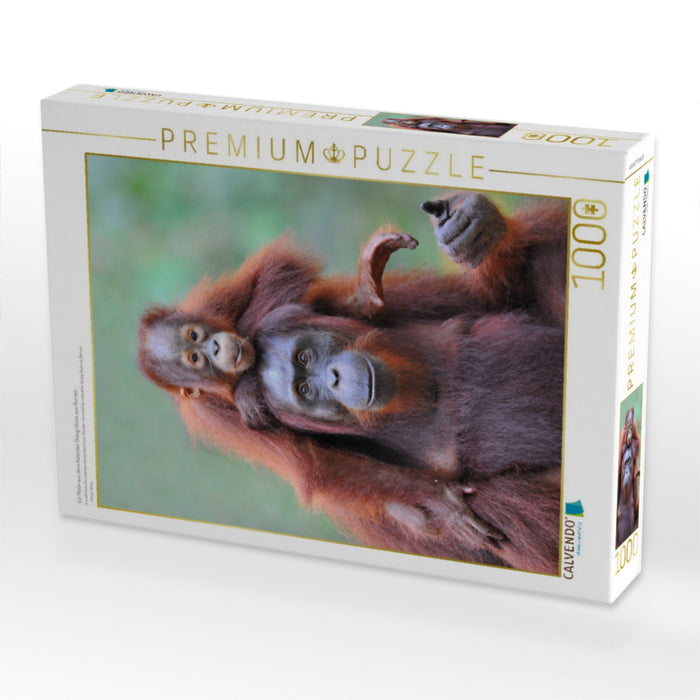 Ein Motiv aus dem Kalender Orang Utans aus Borneo - CALVENDO Foto-Puzzle'