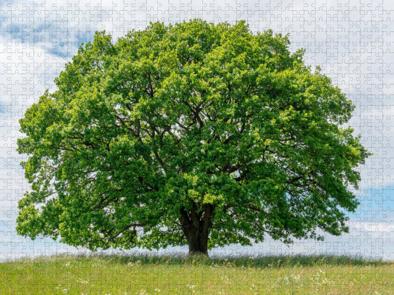 Ein Motiv aus dem Kalender Eiche in den vier Jahreszeiten. - CALVENDO Foto-Puzzle'