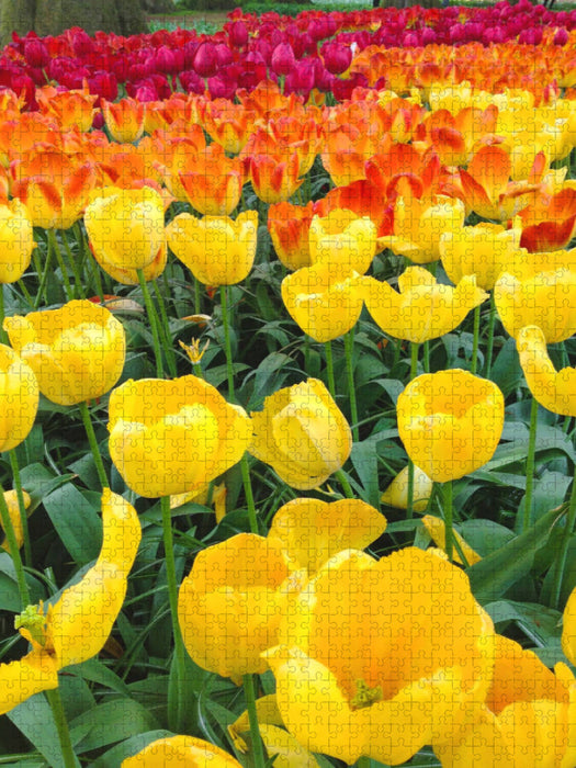Triumph-Tulpen - CALVENDO Foto-Puzzle'