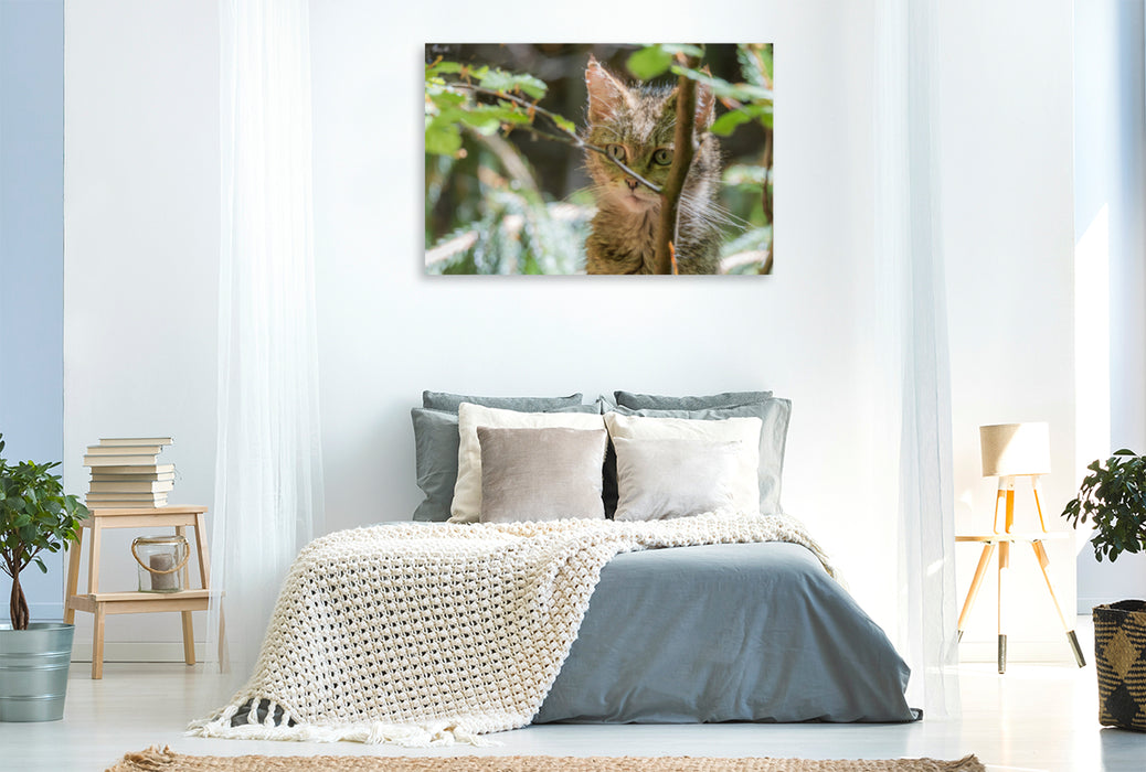 Premium textile canvas Premium textile canvas 120 cm x 80 cm landscape A motif from the calendar Wildcat Babies - wild and sweet. 