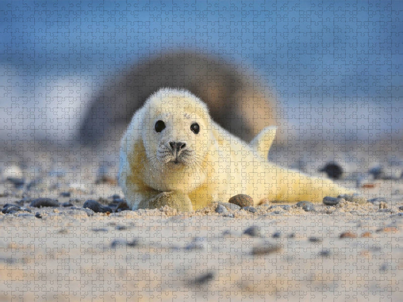 Neugieriger Nachwuchs - CALVENDO Foto-Puzzle'