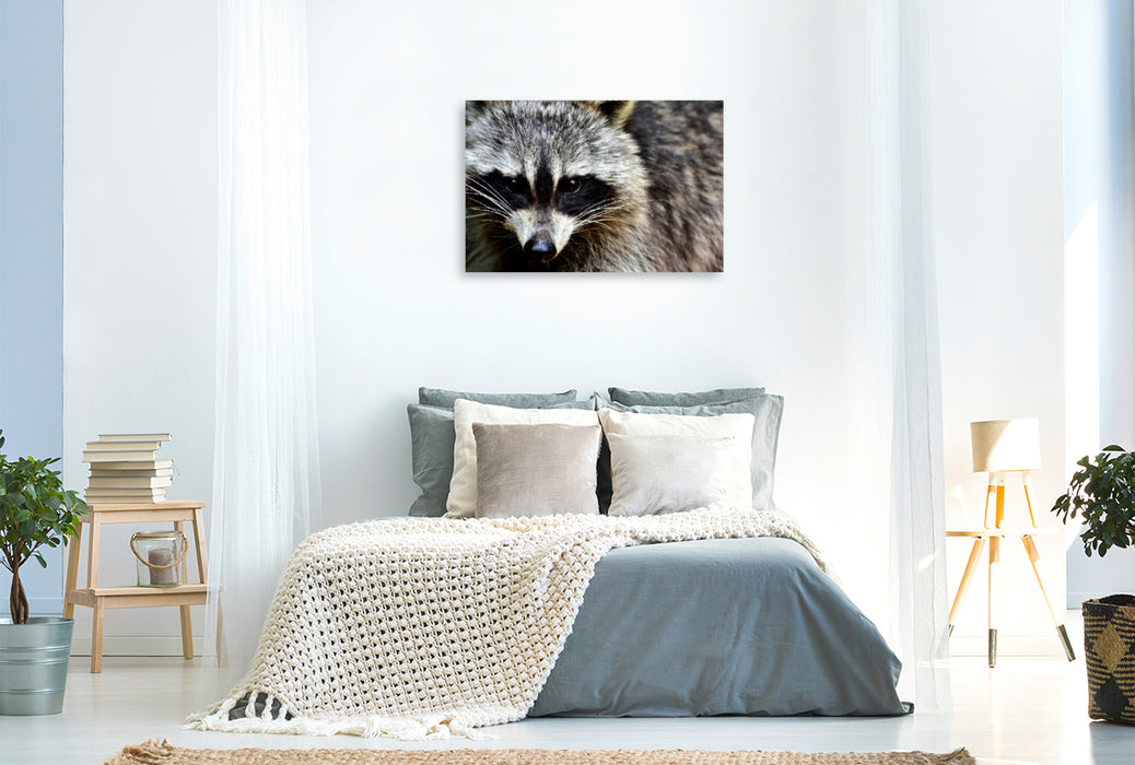 Premium textile canvas Premium textile canvas 120 cm x 80 cm landscape Raccoon - Photo Jean-Louis Glineur 