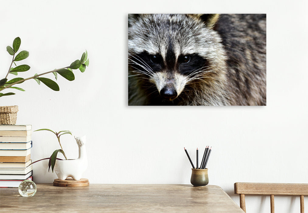 Premium textile canvas Premium textile canvas 120 cm x 80 cm landscape Raccoon - Photo Jean-Louis Glineur 