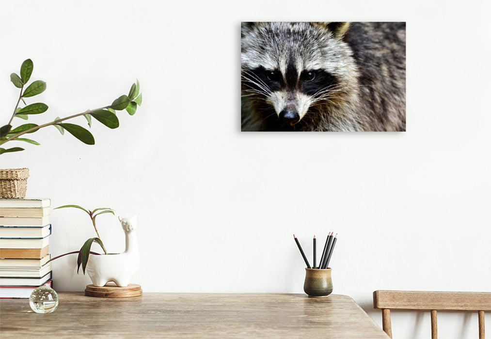Premium textile canvas Premium textile canvas 120 cm x 80 cm landscape Raccoon - Photo Jean-Louis Glineur 