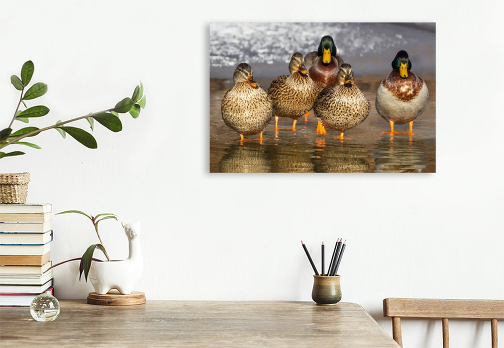 Premium textile canvas Premium textile canvas 120 cm x 80 cm across A motif from the Ducks calendar. Popular, pretty and impressive 