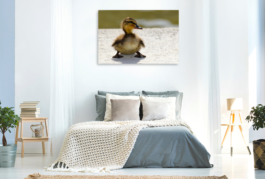 Premium textile canvas Premium textile canvas 120 cm x 80 cm landscape A cute chick 