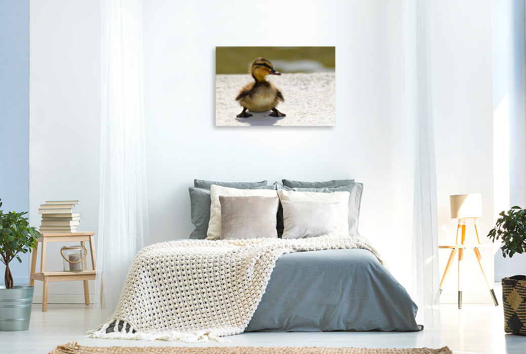 Premium textile canvas Premium textile canvas 120 cm x 80 cm landscape A cute chick 