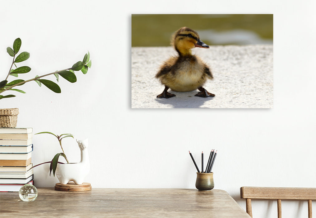 Premium textile canvas Premium textile canvas 120 cm x 80 cm landscape A cute chick 